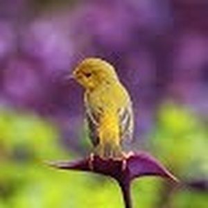 Meet your Posher, Paula